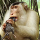 Nomnomnom: A southern pig-tailed macaque consumes a rat.